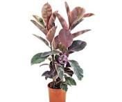 FICUS ELASTICA ABIDJAN M21