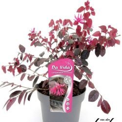 LOROPETALUM BLACK PEARL 5 L.
