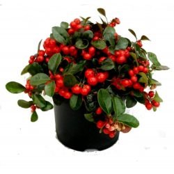GAULTHERIA PROCUMBENS BIG BERRY M12