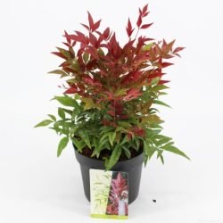 NANDINA DOMESTICA OBSESSED SEIKA 2,5 L.