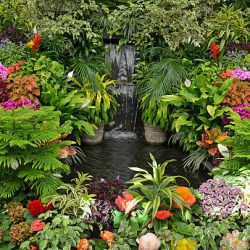 PLANTAS
